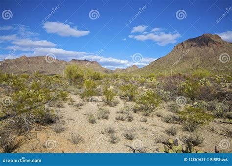 Sonoran Desert Landscape stock image. Image of american - 12861655