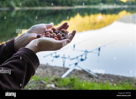 Boilies, bait for carp fishing Stock Photo - Alamy