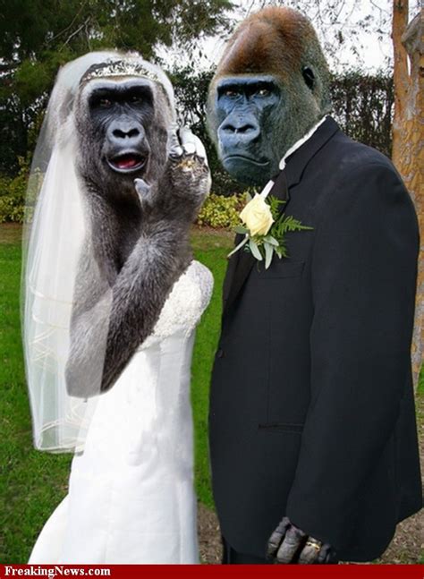 Zoo Animals: Funny Monkeys Married Pictures 2011