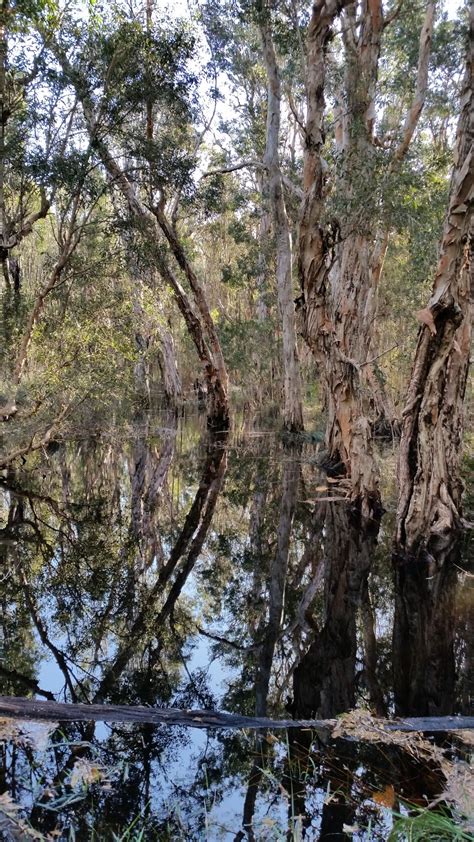 Bundjalung National Park - Woombah W Trail, Mororo NSW 2469, Australia