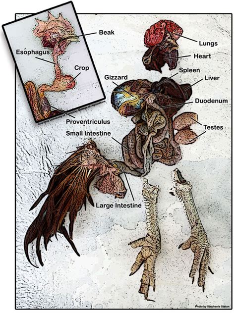 Infographic: Chicken Organs - Hobby Farms