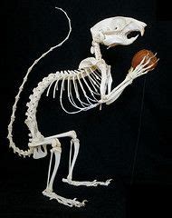 10 best Squirrel anatomy images on Pinterest | Animal anatomy, Red ...