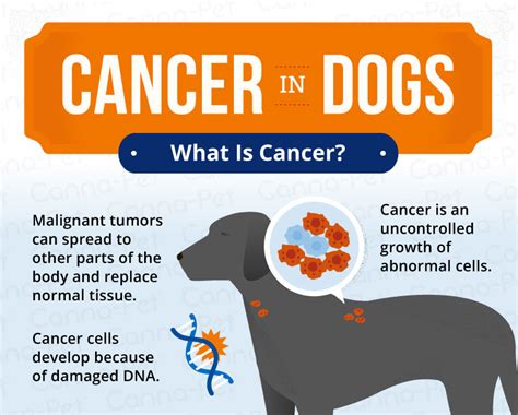 Cancer in Dogs: Causes, Symptoms, & Treatments | Canna-Pet