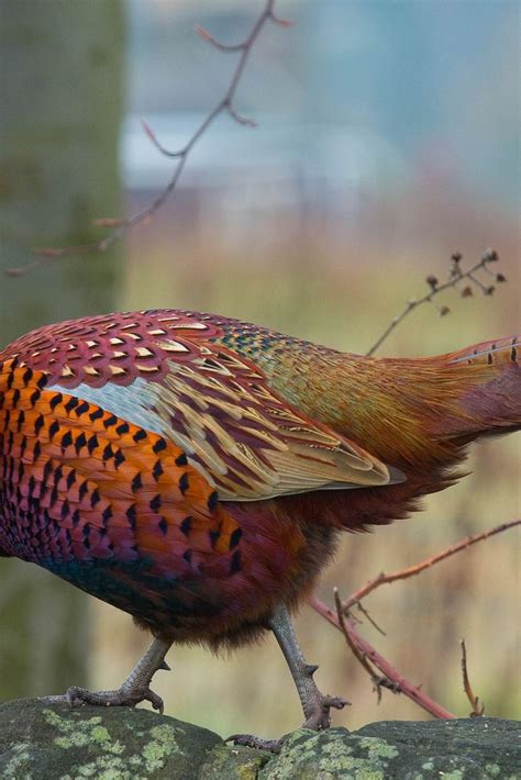 jillyspoon Pheasant Feathers Pheasant Hunting, Bird Hunting, Coyote ...