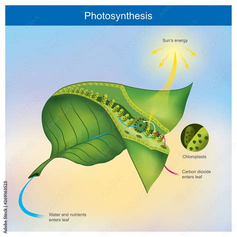 Photosynthesis is a process by plants and other organisms use to convert light energy into ...