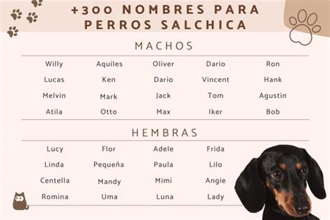 +300 Nombres para perros salchichas machos y hembras - ¡Ideas originales!