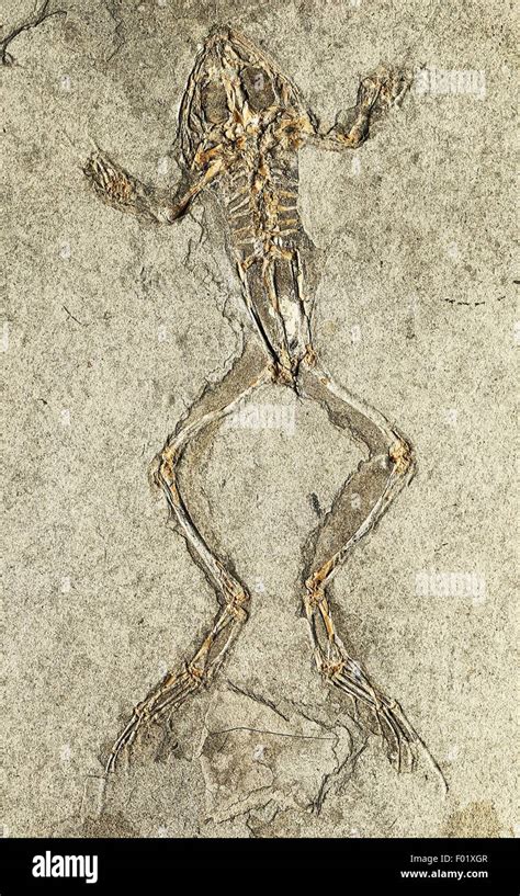 Rana pueyoi fossil, Amphibians, Miocene Epoch Stock Photo - Alamy