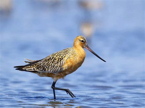 Juvenile bar-tailed Godwit ‘B6’ breaks world record; flies 13,560 km ...