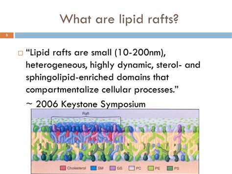 PPT - Three decades of Questions on Lipid Rafts PowerPoint Presentation ...