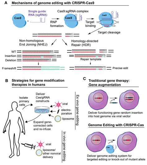 Gene editing in dermatology: Harnessing CRISPR... | F1000Research