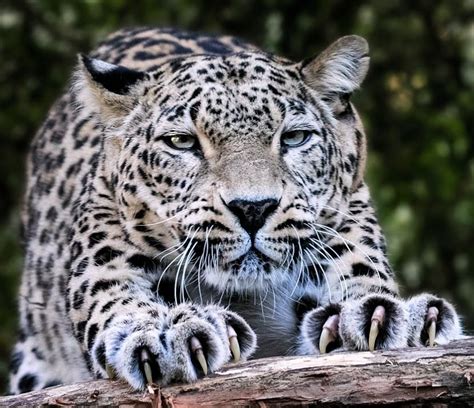 Claws | Animals, Wild cats, Majestic animals