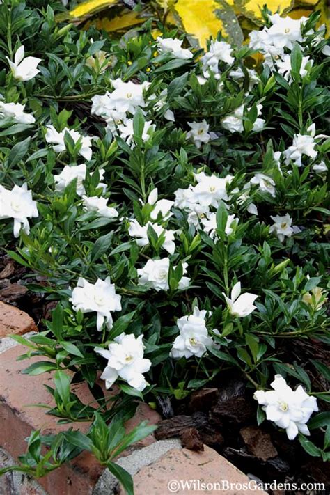 Buy Dwarf Creeping Radicans Gardenia | FREE SHIPPING | Wilson Bros ...