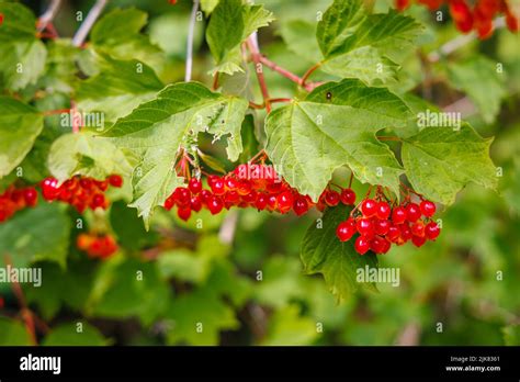 Close-up view of a bunch of orange to red waxy drupes (stone fruits) of Viburnum opulus (guelder ...