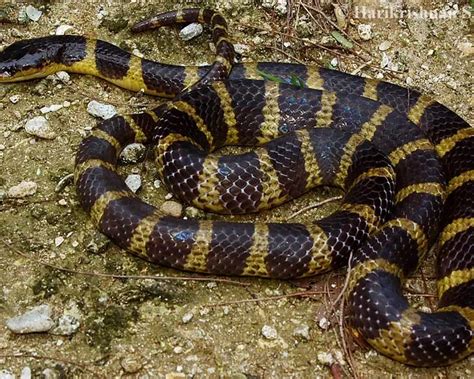 Bungarus andamanensis - Fatti, dieta, habitat e immagini su Animalia.bio