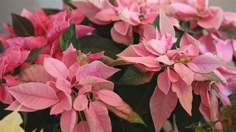 How to care for poinsettias | 9news.com