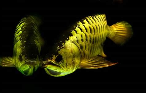 Golden Arowana Pictures ~ Tropical Fish Gallery