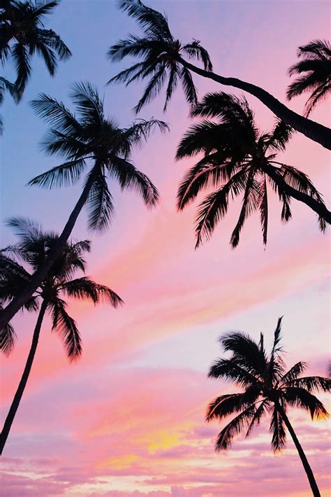 "Pink Sunset Palm Trees" by newburyboutique | Redbubble