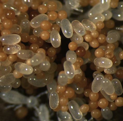 Termite Eggs: What Do Termite Eggs Look Like? [10+ Pictures]