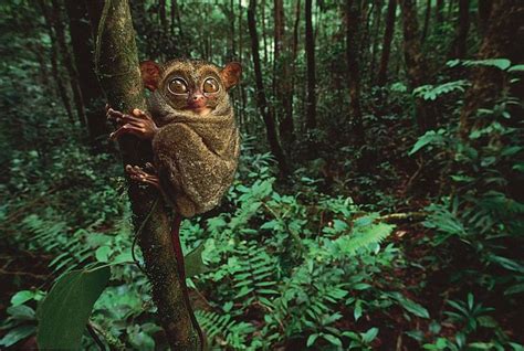 tarsier | Description, Species, Habitat, & Facts | Britannica