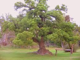 ombu , tree of argentina with sitable roots to have some mate | Watercolor trees, Argentina, Tree