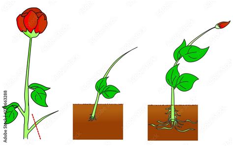 Rose reproduction. Cutting stages. Asexual Vegetative propagation types in plants. A part of a ...