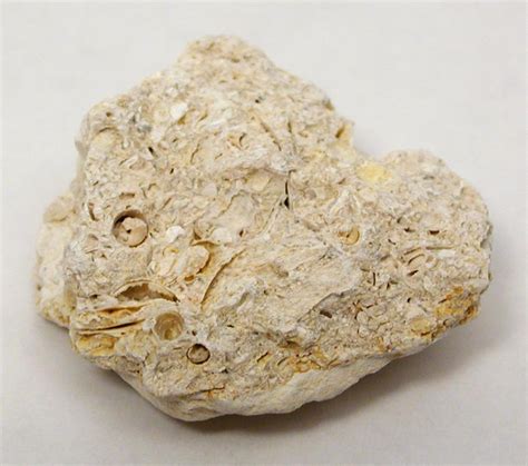 Limestone, fossiliferous