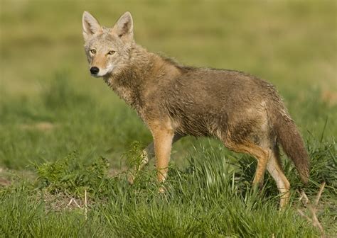 coyote (Canis latrans); Image ONLY