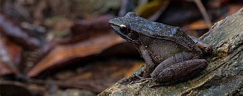 Sinharaja Rain Forest Sri Lanka | Best Wildlife Holidays Sri Lanka