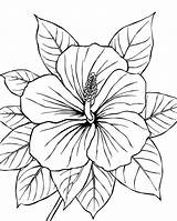Tropical Hibiscus Flower Coloring Page  Free Printable sketch template