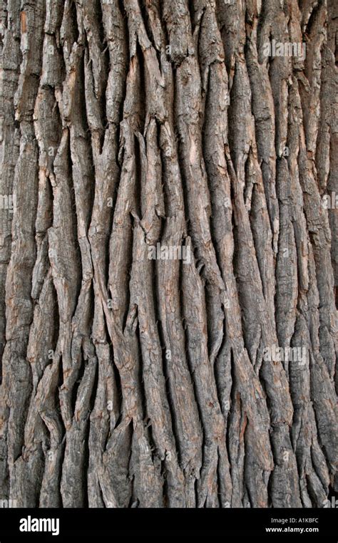 bark of oak tree Stock Photo - Alamy