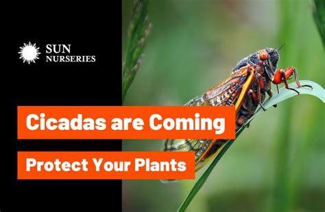 Cicadas are not Locust! - Sun Nurseries