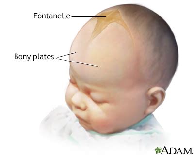 Cranial sutures Information | Mount Sinai - New York