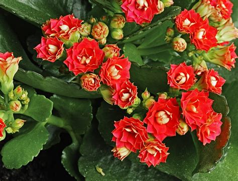 Flaming Katy Guide: How to Grow &Care for “Kalanchoe Blossfeldiana”