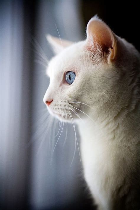 White cat with blue eyes | Annandale, Virginia | Photo by Virginia photographer Charlotte Geary ...