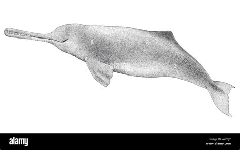 Ganges River Dolphin Extinct