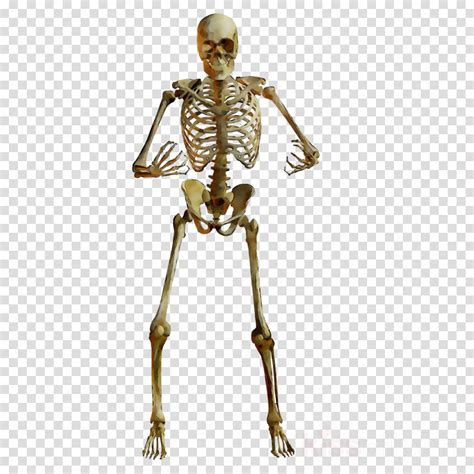 Skeleton Clipart Muscle Bone Skeleton Muscle Bone Transparent Free For | My XXX Hot Girl
