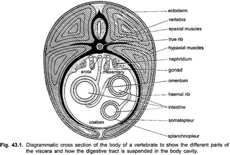 Coelom in Vertebrates (With Diagram) | Digestive System | Chordata | Zoology