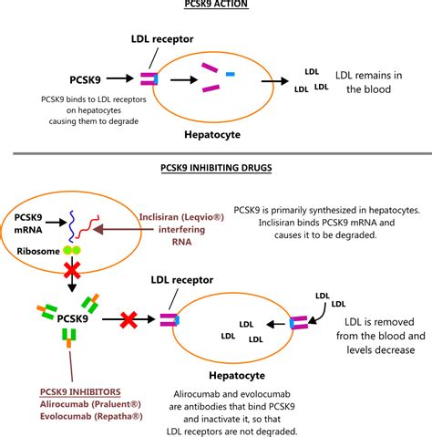 PCSK9 inhibitors