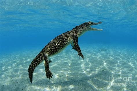 Saltwater Crocodile Photograph by Franco Banfi and Photo Researchers