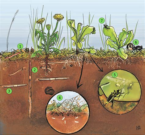 The Way Soil Organisms Look Can Help Us Understand Their Importance · Frontiers for Young Minds