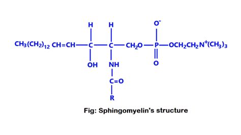 What is sphingomyelins? Its structure, and its function - ScienceQuery