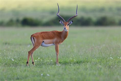 ¿Sabes lo que es un impala? - Mis animales