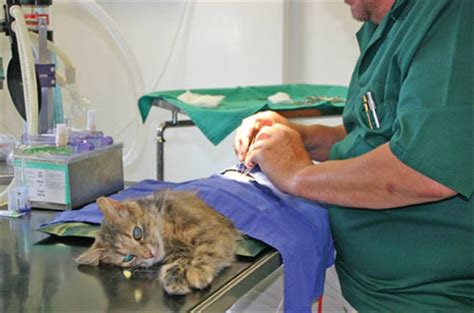 Cat neutering: preparation for the procedure and postoperative care - Pets-Wiki