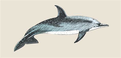 Illustration drawing style of atlantic dotted dolphin - Download Free ...