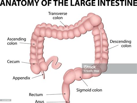 Human Anatomy Large Intestine Stock Illustration - Download Image Now - Transverse Colon ...