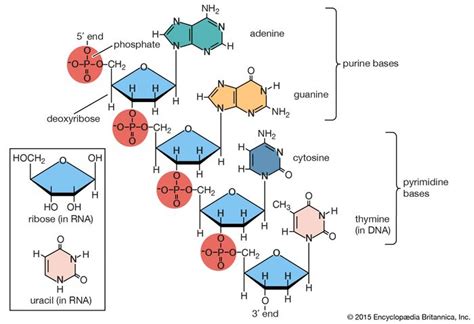 Base | nucleic acid | Britannica