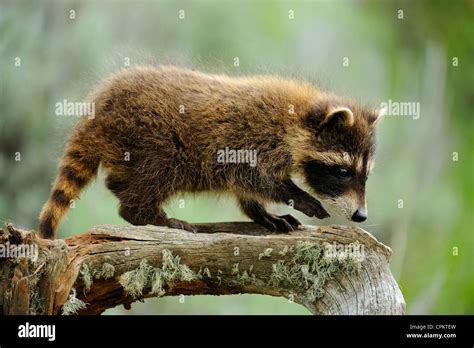 Raccoon (Procyon lotor) baby- captive specimen, Bozeman, Montana, USA Stock Photo - Alamy