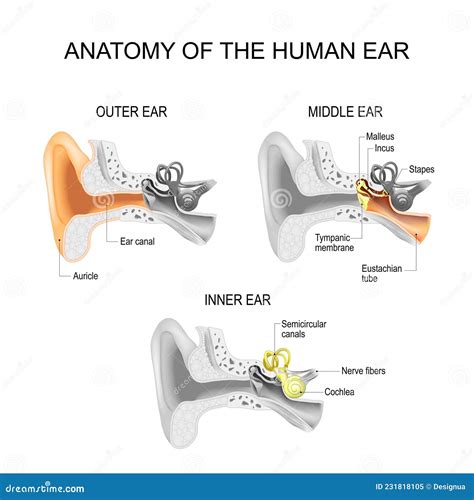 Ear Anatomy. Cross Section of Outer, Middle, and Inner Ear Stock Vector ...