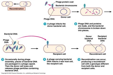 Transduction: generalized and specialized transduction