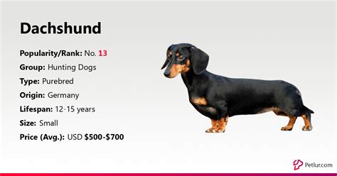 Dachshund Dog Breed Info, Size, Price, Height | Petlur